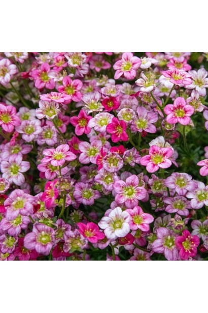 Камнеломка Арендса Марто Роуз розовые цветы